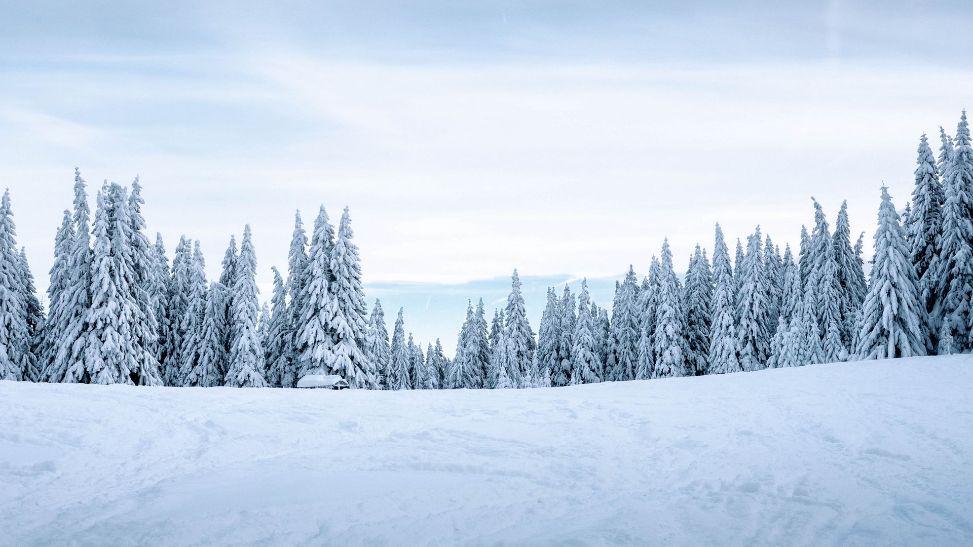 Download Low Angle Winter Trees Wallpaper  Wallpaperscom