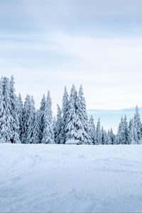 Preview wallpaper snow, winter, trees, winter landscape, snowy