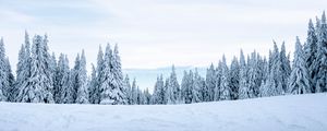 Preview wallpaper snow, winter, trees, winter landscape, snowy
