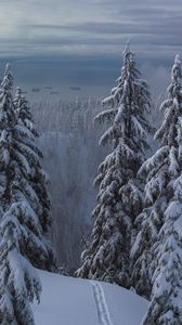 Preview wallpaper snow, winter, trees, forest, path
