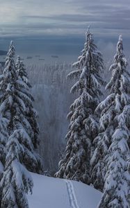 Preview wallpaper snow, winter, trees, forest, path
