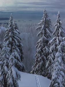 Preview wallpaper snow, winter, trees, forest, path