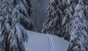 Preview wallpaper snow, winter, trees, forest, path