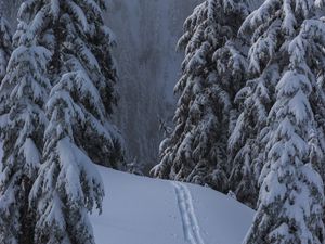 Preview wallpaper snow, winter, trees, forest, path