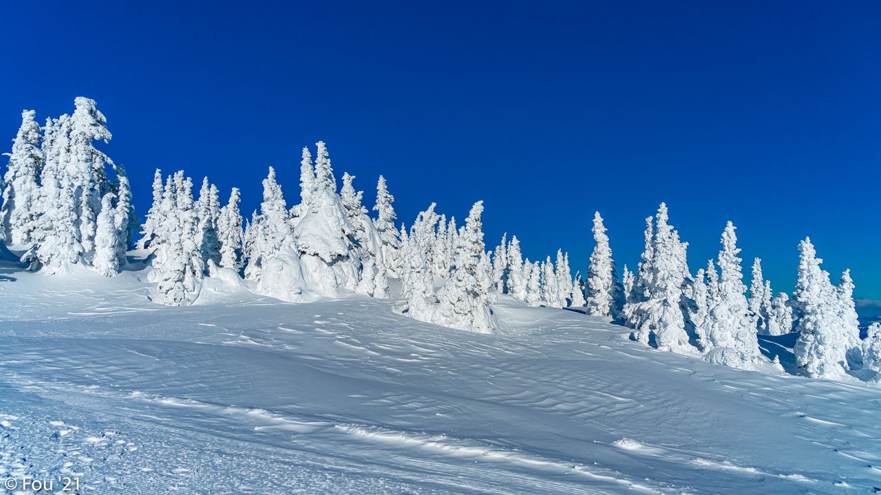 Wallpaper snow, winter, trees, landscape