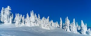 Preview wallpaper snow, winter, trees, landscape