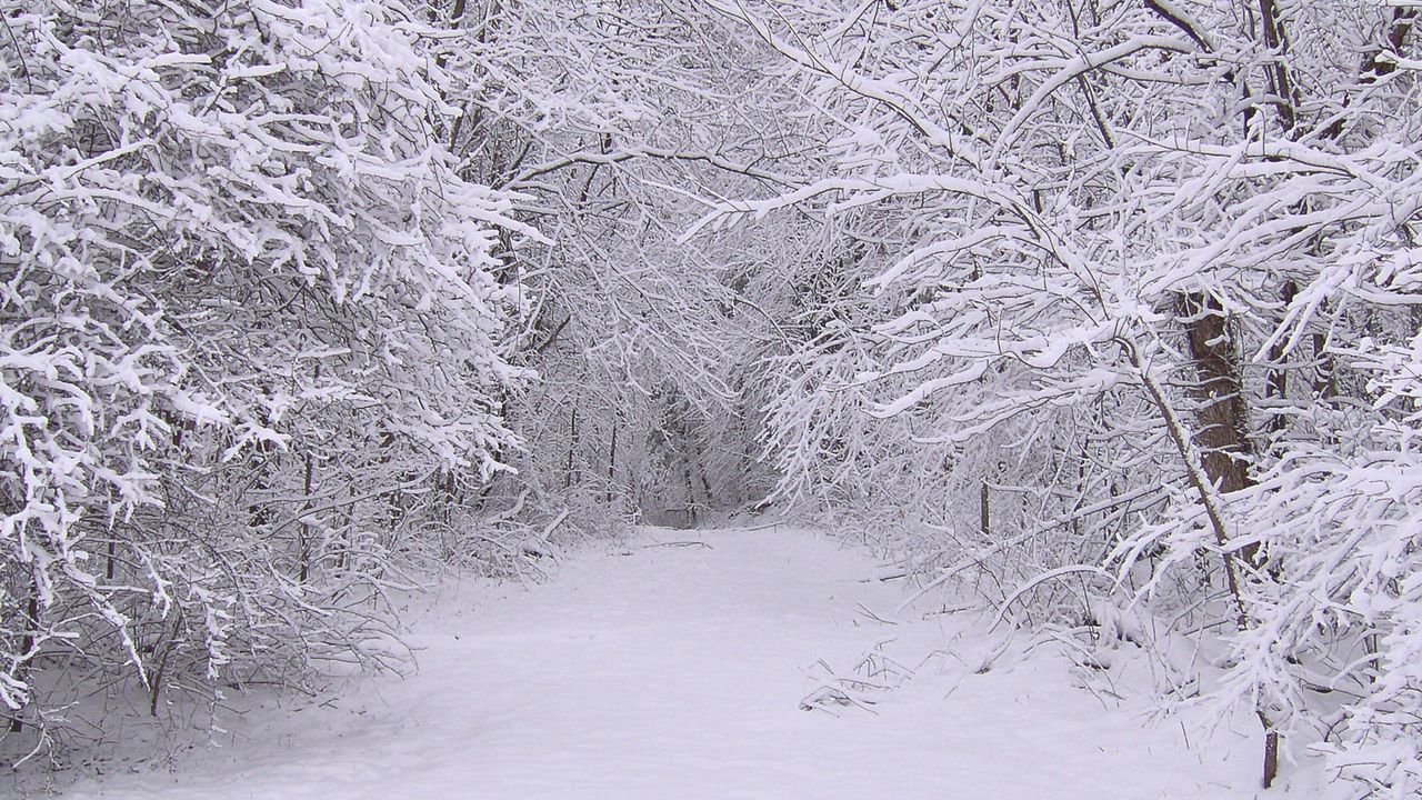 Wallpaper snow, winter, trees, wood