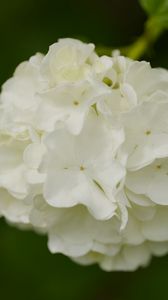 Preview wallpaper snowball bush, petals, flowers, macro, white, green