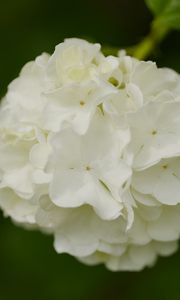Preview wallpaper snowball bush, petals, flowers, macro, white, green