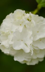 Preview wallpaper snowball bush, petals, flowers, macro, white, green