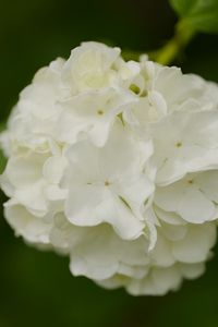 Preview wallpaper snowball bush, petals, flowers, macro, white, green