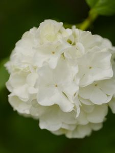 Preview wallpaper snowball bush, petals, flowers, macro, white, green