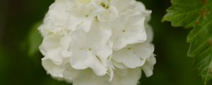 Preview wallpaper snowball bush, petals, flowers, macro, white, green