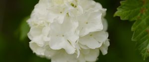 Preview wallpaper snowball bush, petals, flowers, macro, white, green