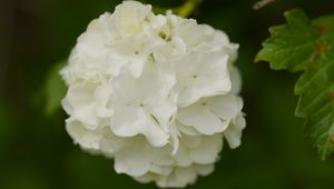Preview wallpaper snowball bush, petals, flowers, macro, white, green