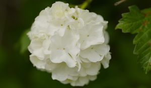 Preview wallpaper snowball bush, petals, flowers, macro, white, green