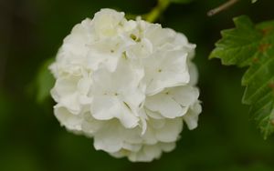 Preview wallpaper snowball bush, petals, flowers, macro, white, green