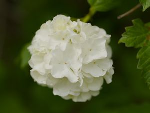 Preview wallpaper snowball bush, petals, flowers, macro, white, green