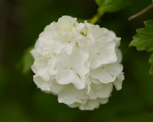 Preview wallpaper snowball bush, petals, flowers, macro, white, green