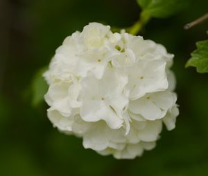 Preview wallpaper snowball bush, petals, flowers, macro, white, green