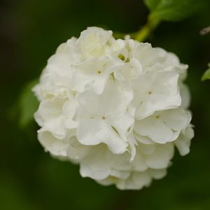 Preview wallpaper snowball bush, petals, flowers, macro, white, green