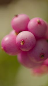 Preview wallpaper snowberry, berries, macro, leaves, pink, blur
