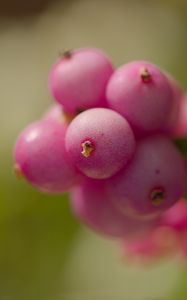 Preview wallpaper snowberry, berries, macro, leaves, pink, blur