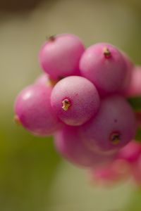 Preview wallpaper snowberry, berries, macro, leaves, pink, blur