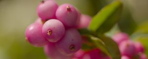 Preview wallpaper snowberry, berries, macro, leaves, pink, blur
