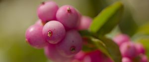 Preview wallpaper snowberry, berries, macro, leaves, pink, blur