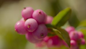 Preview wallpaper snowberry, berries, macro, leaves, pink, blur