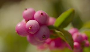Preview wallpaper snowberry, berries, macro, leaves, pink, blur