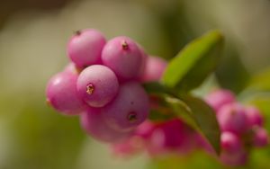 Preview wallpaper snowberry, berries, macro, leaves, pink, blur