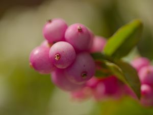 Preview wallpaper snowberry, berries, macro, leaves, pink, blur