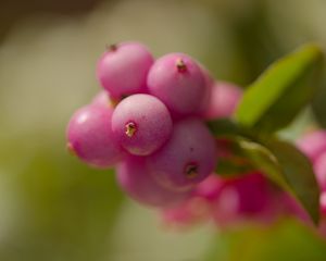 Preview wallpaper snowberry, berries, macro, leaves, pink, blur