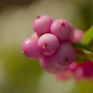 Preview wallpaper snowberry, berries, macro, leaves, pink, blur