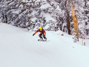 Preview wallpaper snowboard, snowboarder, jump, snow, trees, winter