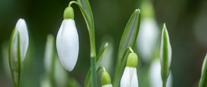 Preview wallpaper snowdrop, bud, flowers, spring