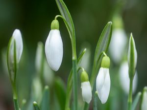 Preview wallpaper snowdrop, bud, flowers, spring