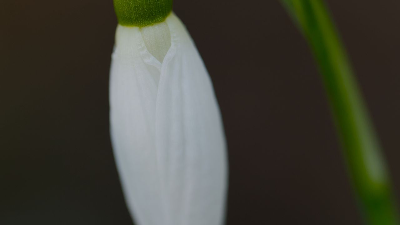 Wallpaper snowdrop, flower, bud, petals, stem, macro