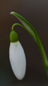 Preview wallpaper snowdrop, flower, bud, petals, stem, macro