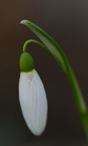 Preview wallpaper snowdrop, flower, bud, petals, stem, macro