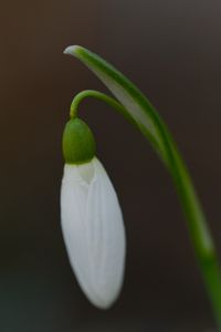 Preview wallpaper snowdrop, flower, bud, petals, stem, macro