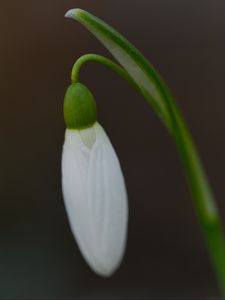 Preview wallpaper snowdrop, flower, bud, petals, stem, macro