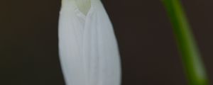 Preview wallpaper snowdrop, flower, bud, petals, stem, macro