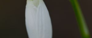 Preview wallpaper snowdrop, flower, bud, petals, stem, macro