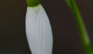 Preview wallpaper snowdrop, flower, bud, petals, stem, macro
