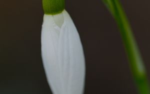 Preview wallpaper snowdrop, flower, bud, petals, stem, macro