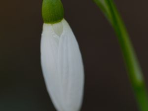 Preview wallpaper snowdrop, flower, bud, petals, stem, macro
