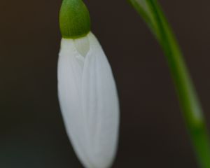 Preview wallpaper snowdrop, flower, bud, petals, stem, macro